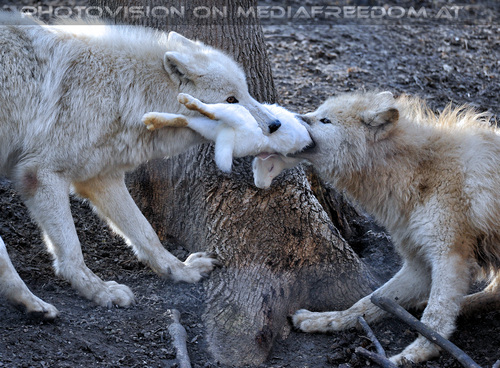 Polarwolf F�tterung 07