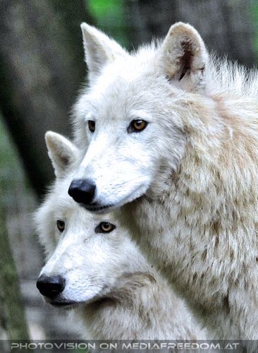 Polarwolf Rudel 10