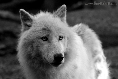 Arktischer Wolf (Canis lupus arctos)