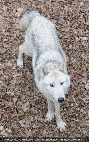 Wei�er Wolf