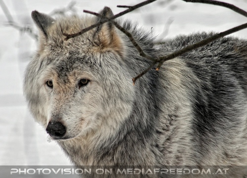 Wolf im Schnee
