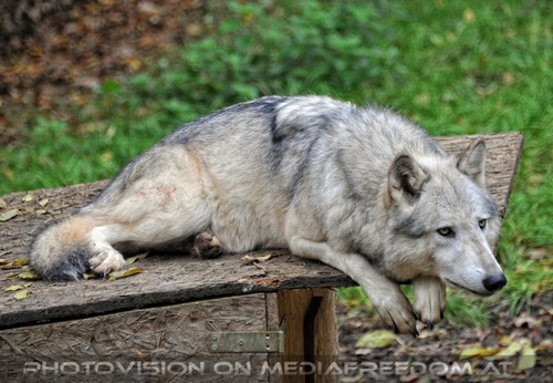 Wolf Science Center 01