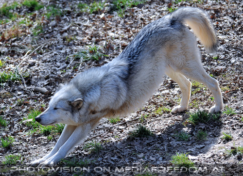 Wolf Science Center 02