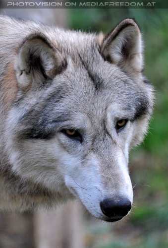 Wolf Science Center 03