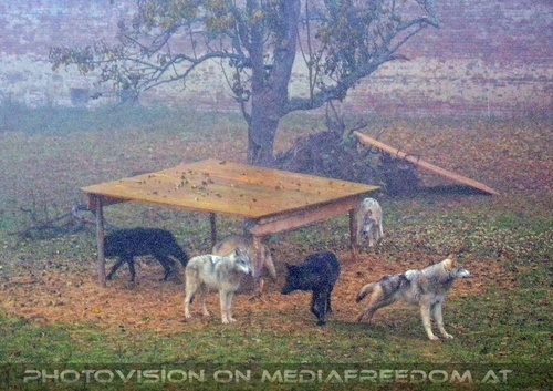 Wolf Science Center 06