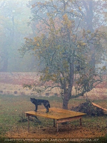 Wolf Science Center 07