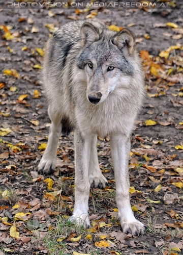 Wolf Science Center 08