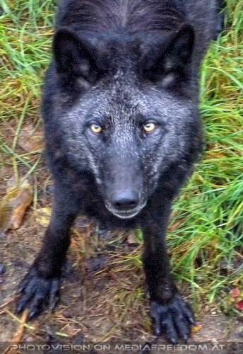 Wolf Science Center 09