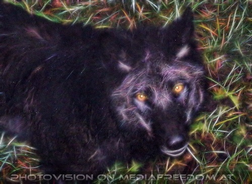 Wolf Science Center 11