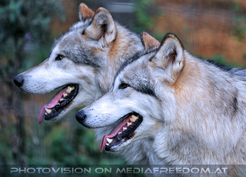 Wolf Science Center 12