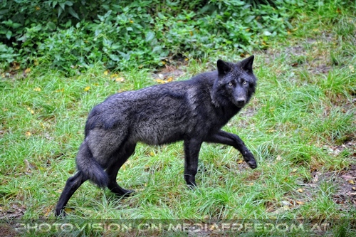 Wolf Science Center 14