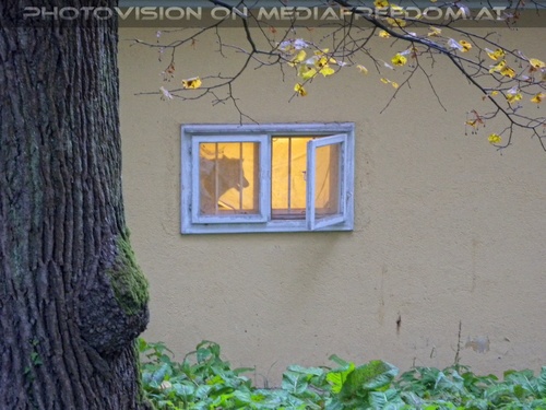 Wolf Science Center 18