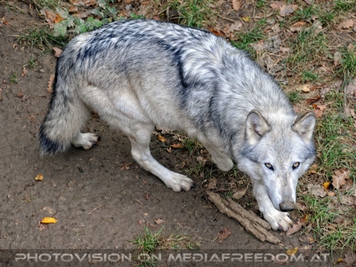 Wolf Science Center 19