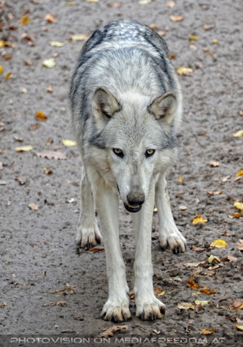 Wolf Science Center 20