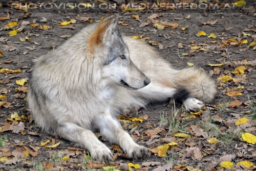 Wolf Science Center 22