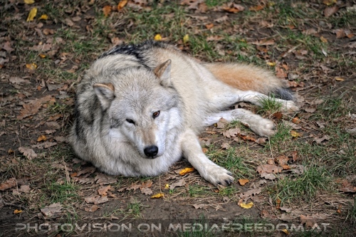 Wolf Science Center 24