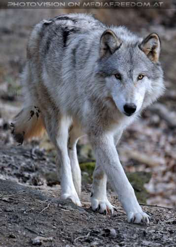 Wolf Science Center 26