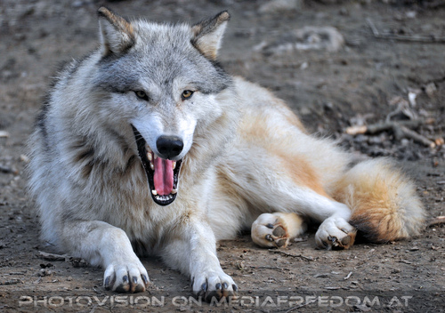 Wolf Science Center 27