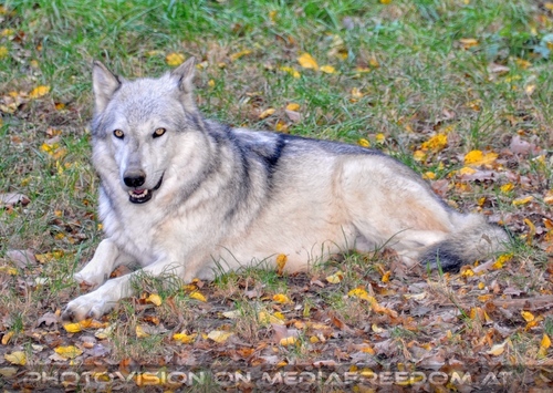 Wolf Science Center 33