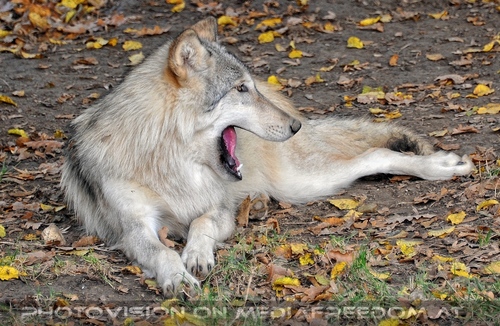 Wolf Science Center 34