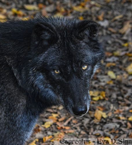 Schau mir in die Augen ....