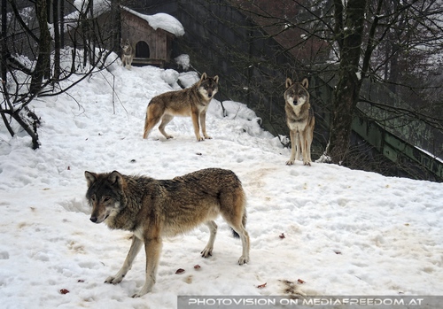 Wolfsrudel - Pix 03