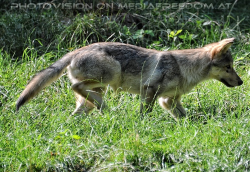 Wolfswelpe schleicht herum