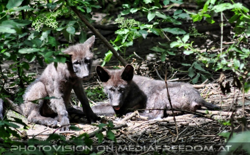 Zwei Wolfbabys