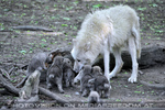Arktische Wolffamilie 42