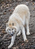 Arktischer Wolf nerv�s