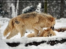 Arktische W�lfe im Schnee 01