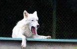 Polarwolf