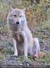 Sibirischer Wolf