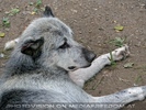 Wolf 2