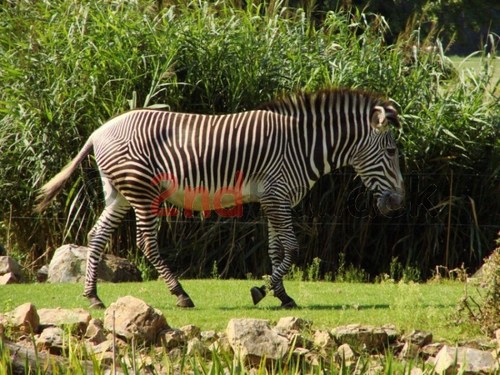 Zebra