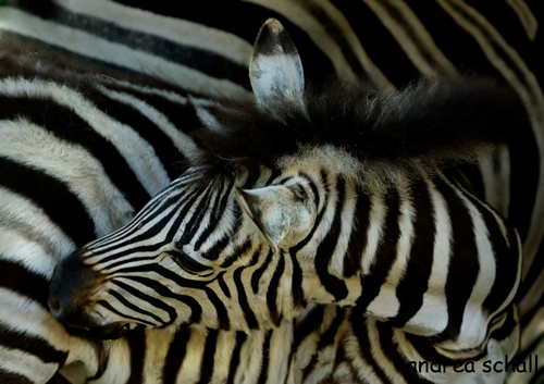 beissen: junges zebra