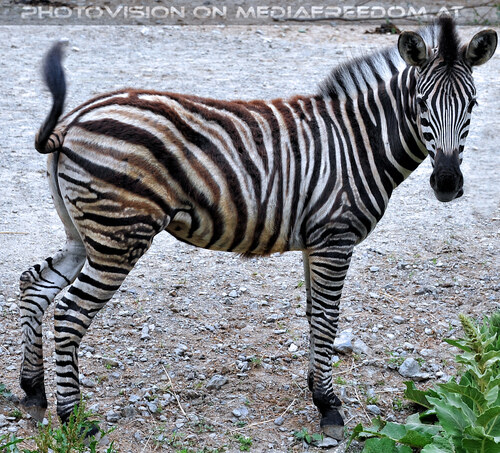 Zebra Familie 1