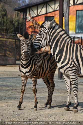 Zebra Familie