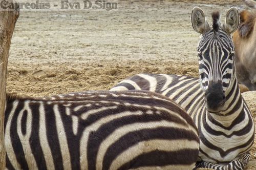 Hinter meiner Mama: Zebrajunges
