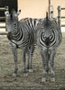 Zebrapaar