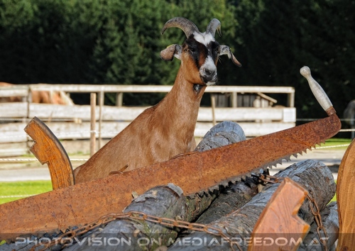 Hemmungslos Liebe 41