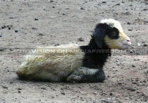 Krippennachwuchs - Ziegenbaby