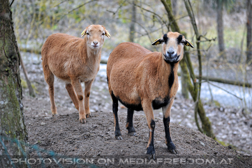 Ziegen 2
