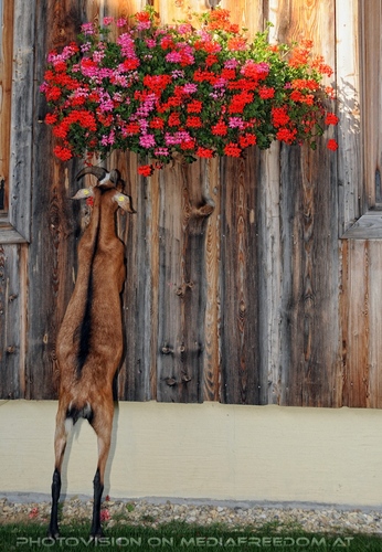 Hemmungslos Liebe 43