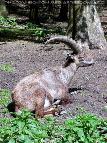 Mit den Tieren 08: Steinbock