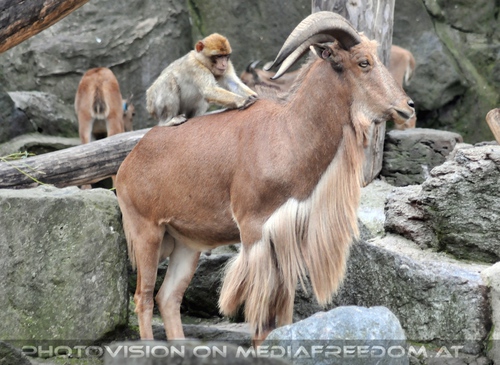 Affe laust den Ziegenbock