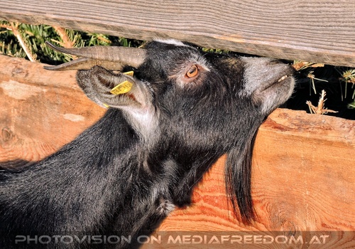 Weihnachtstr�ume 17