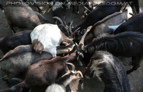 Bescherung in der Krippe