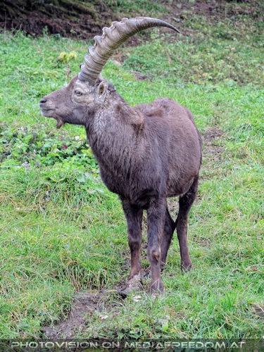 Steinbock