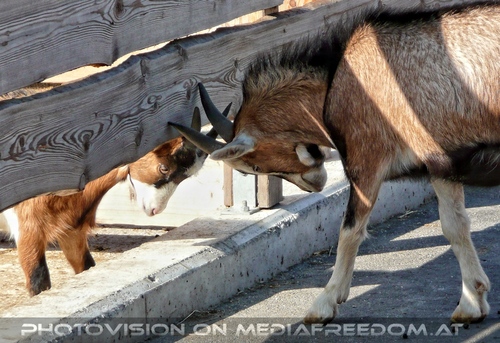 Tierparadies Deggendorf 16